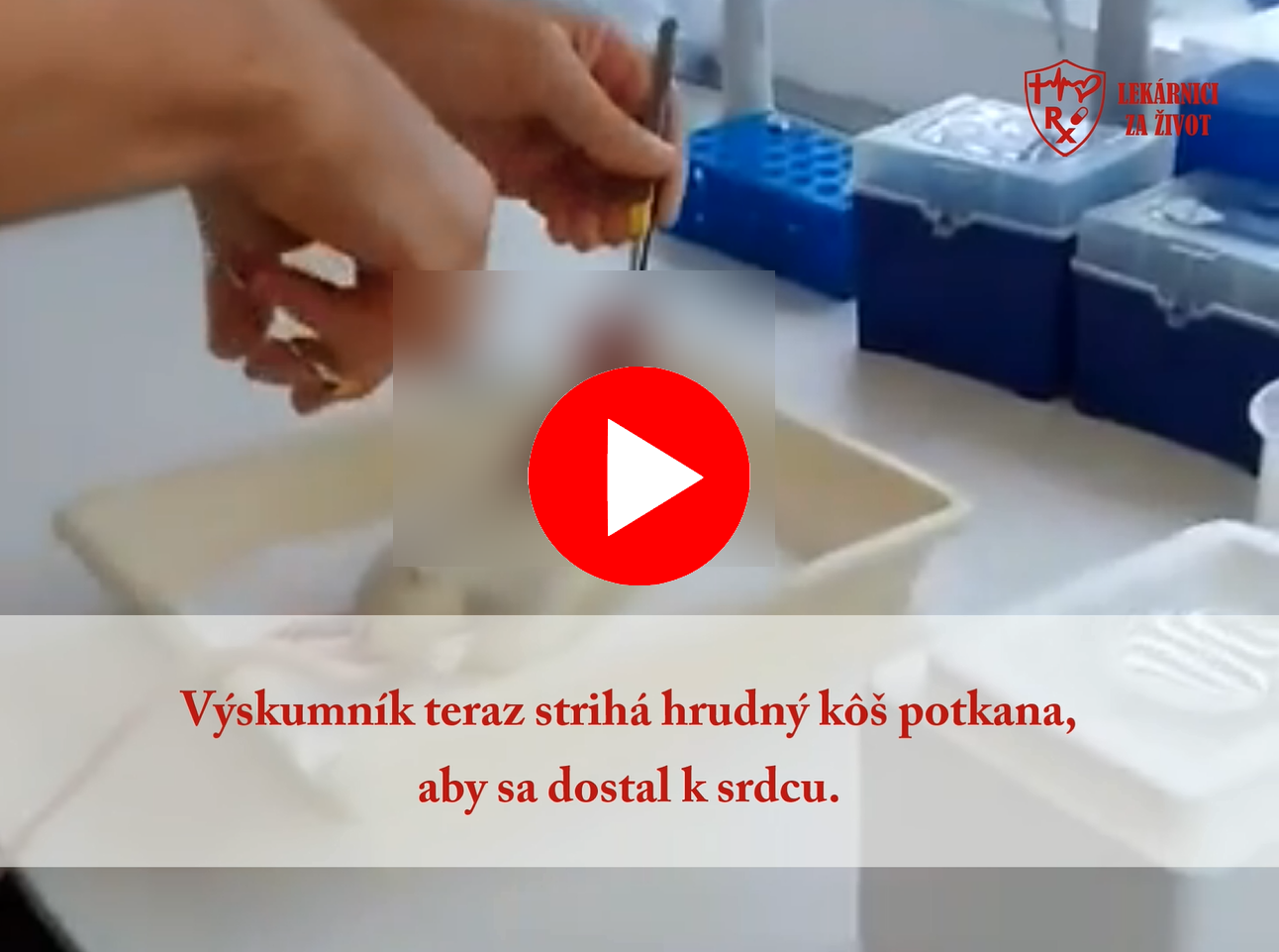 Excízia (vybratie) srdca potkana za účelom izolácie buniek pre experimentálne účely